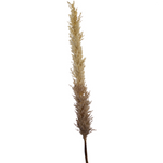 FLOWER SYSTEMS Xtra Tall Dried Look Astilbe Brown