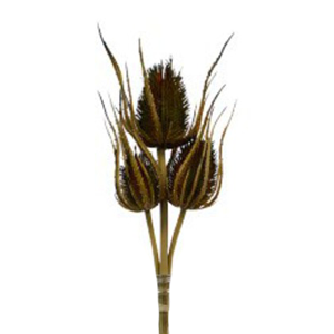 FLOWER SYSTEMS Dried Thistle X3 Bundle