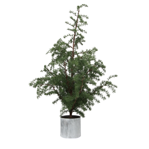 FRENCH COUNTRY Potted Fraser Fir Tree Large