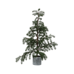 FRENCH COUNTRY Potted Fraser Fir Tree Medium