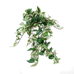 FLOWER SYSTEMS Potted Wandering Dew Bush 89cm