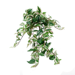 FLOWER SYSTEMS Potted Wandering Dew Bush 89cm
