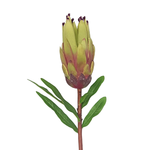 FLOWER SYSTEMS Mink Protea Green